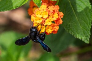 what if bach carpenter Large,Male,Violet,Carpenter,Bee,,Xylocopa,Violacea,,Feeding,From,Orange
