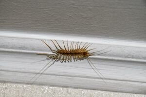 what if bach centipede House,Centipede,On,The,Ceiling,In,The,House
