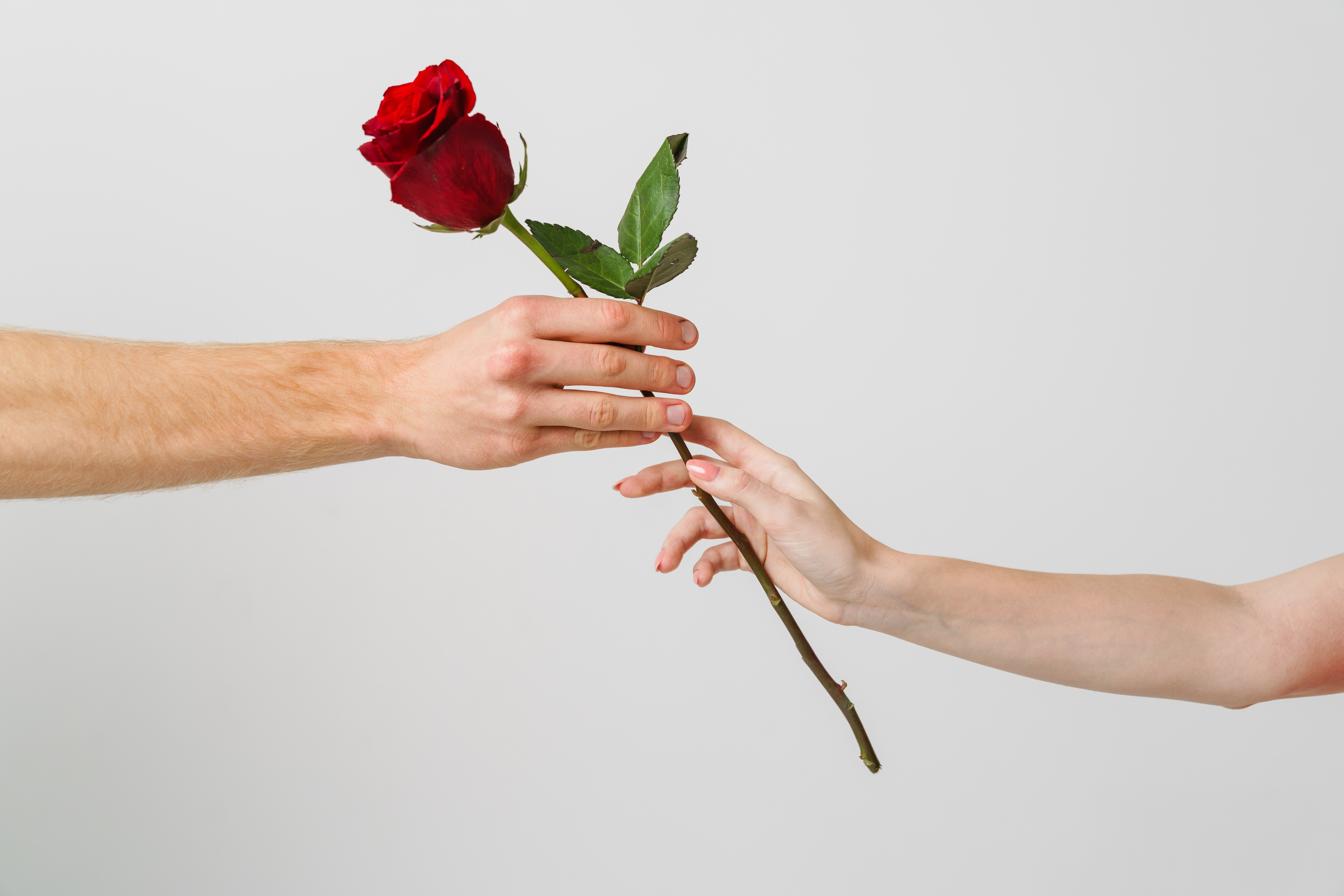 what if bach cover What If Pests Were On “The Bachelorette?”