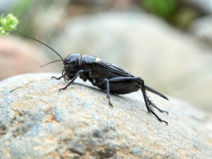 what if bach cricket Black,Cricket,In,A,Natural,Enviroment.,Gryllus,Bimaculatus