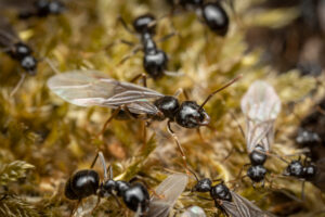 what if bach queen ant Winged,Queen,Of,Lasius,Fuliginosus,Ant,Before,The,Wedding,Flight