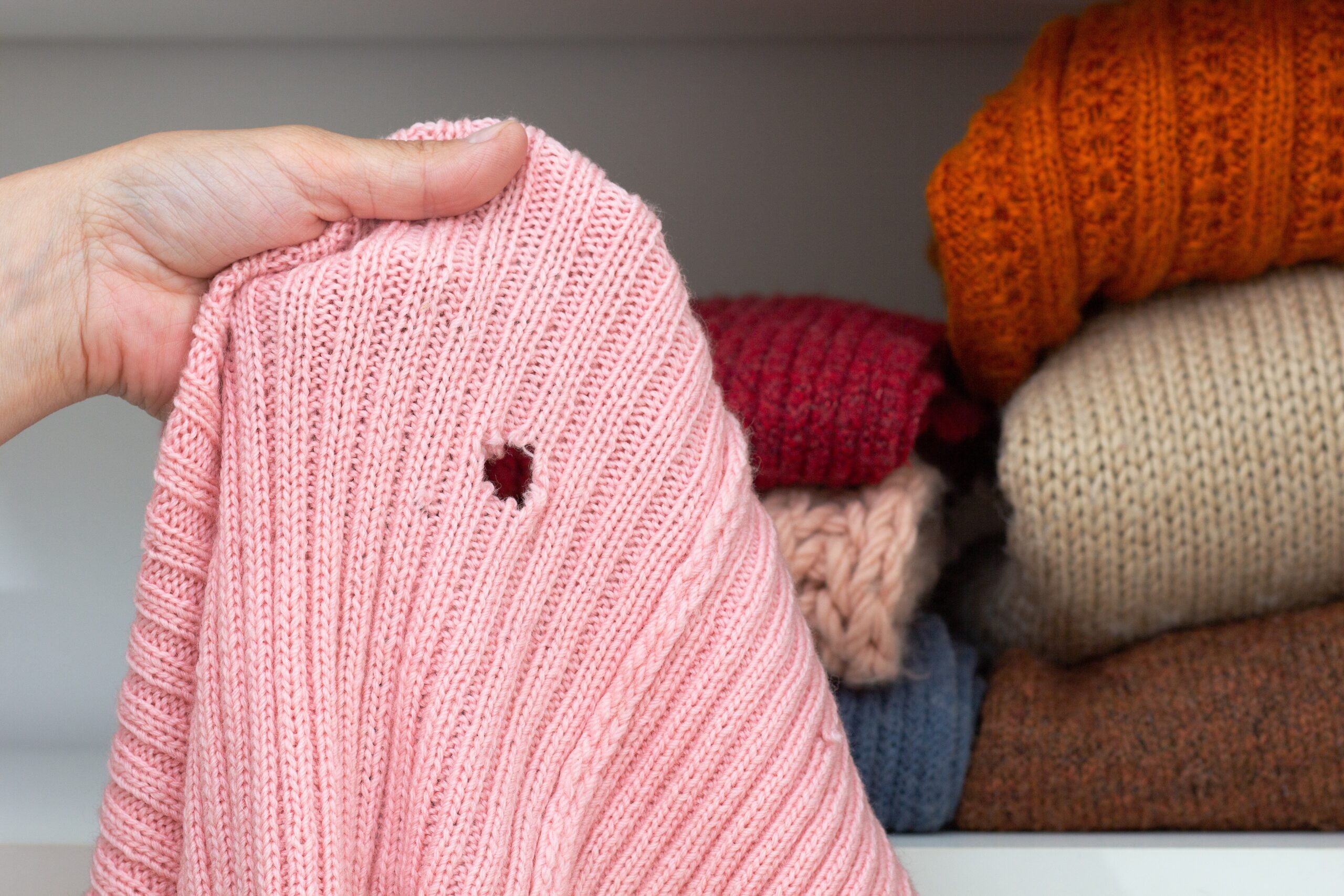 clothes moth cover scaled How Effective Are These 8 Clothes Moth Repellents?