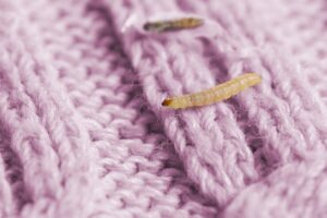 clothes moth deal Clothes,Moth,Caterpillar,,Tineola,Bisselliella,,Crawls,On,Woolen,Jacket,,Eats
