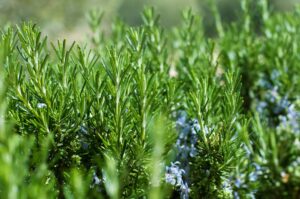 natural herbs Green,Fresh,Rosemary,Growing,Outdoors