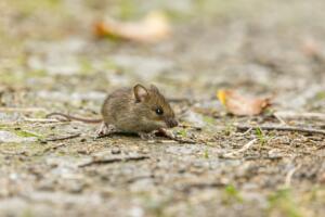 classroom rodents House,Mouse,(mus,Musculus),On,The,Ground.