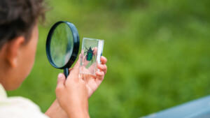 classroom why invade Inquisitive,Elementary,School,Boy,Studies,Beetle,Through,Magnifying,Glass,In