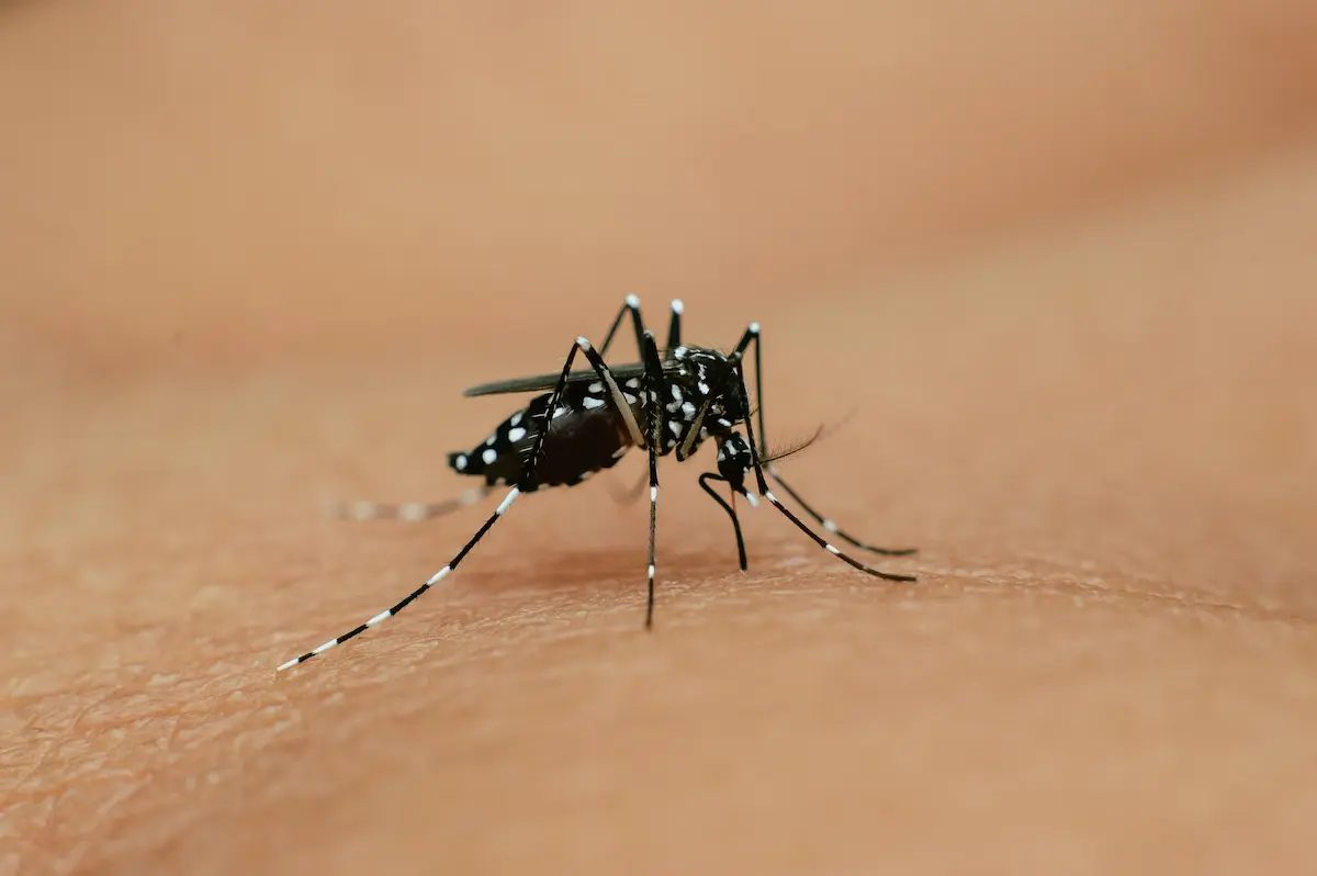 Close-up of an Aedes mosquito feeding on human skin.