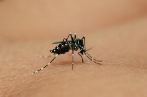shutterstock 2388508261 An,Aedes,Albopictus,Mosquito,,Sucking,Blood