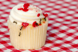 tailgate ants Closeup,View,Of,Ants,On,A,Cupcake.,There,Are,Several