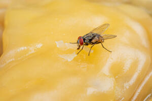 tailgate flies Close,Up,A,Flies,Eating,Sweets,With,Blur,Background