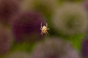 tailgate spiders Top,View,Of,Spider,On,Web,With,Dark,Garden,Background.