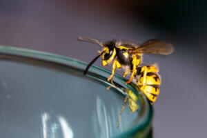 tailgate stinging Wasp,Sitting,On,A,Glass,-,Danger,Of,Swallowing,A