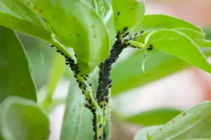 fall yard check plants fall yard check plants