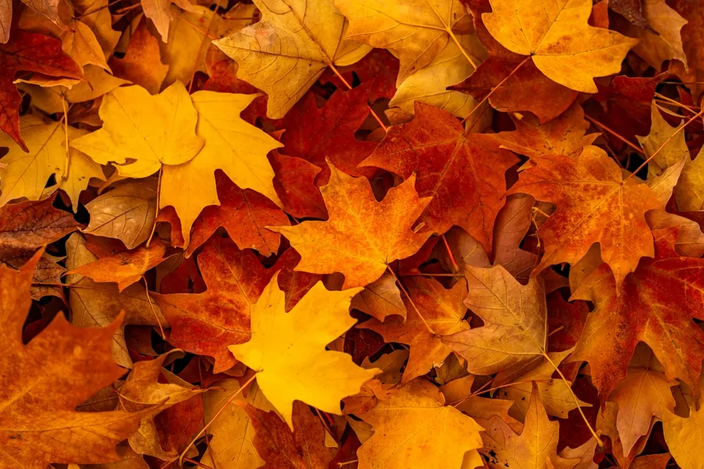 fall yard cover These 10 Yard Chores Are Essential For Fall