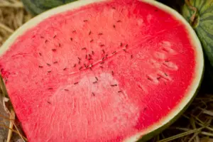 produce ants produce ants