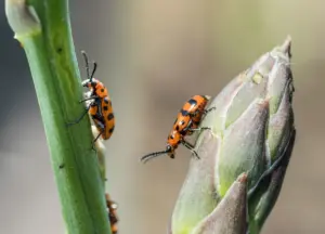 produce asparagus beetle produce asparagus beetle