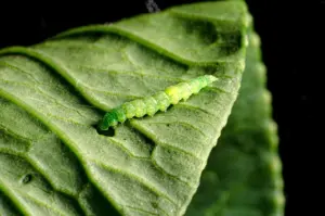 produce cabbage looper produce cabbage looper