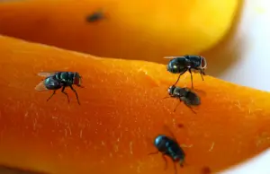 produce flies produce flies