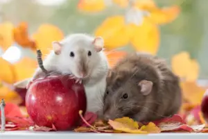 produce rodents produce rodents