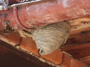 yellow jacket eaves yellow jacket eaves