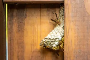 yellow jacket house yellow jacket house