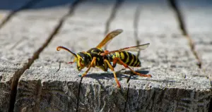 yellow jacket tree yellow jacket tree