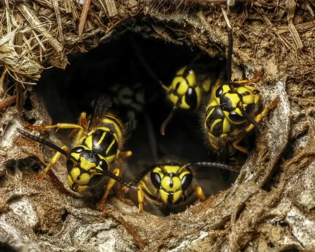 Close-up of yellowjackets inside underground paper wasp nest entrance