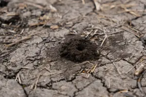 ground bees nests ground bees nests