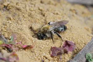 ground bees pest ground bees pest