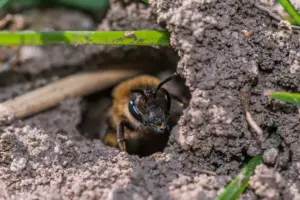 ground bees prevent ground bees prevent