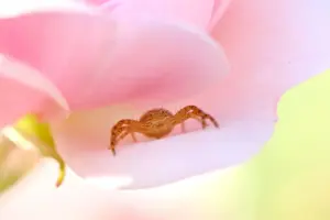 pink spider basics pink spider basics