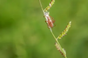 pink spider cover pink spider cover