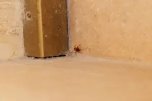 pink spider diet pink spider diet