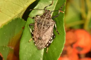 stink bugs basics stink bugs basics