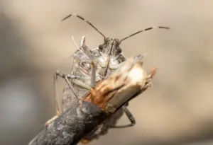 stink bugs concerned stink bugs concerned
