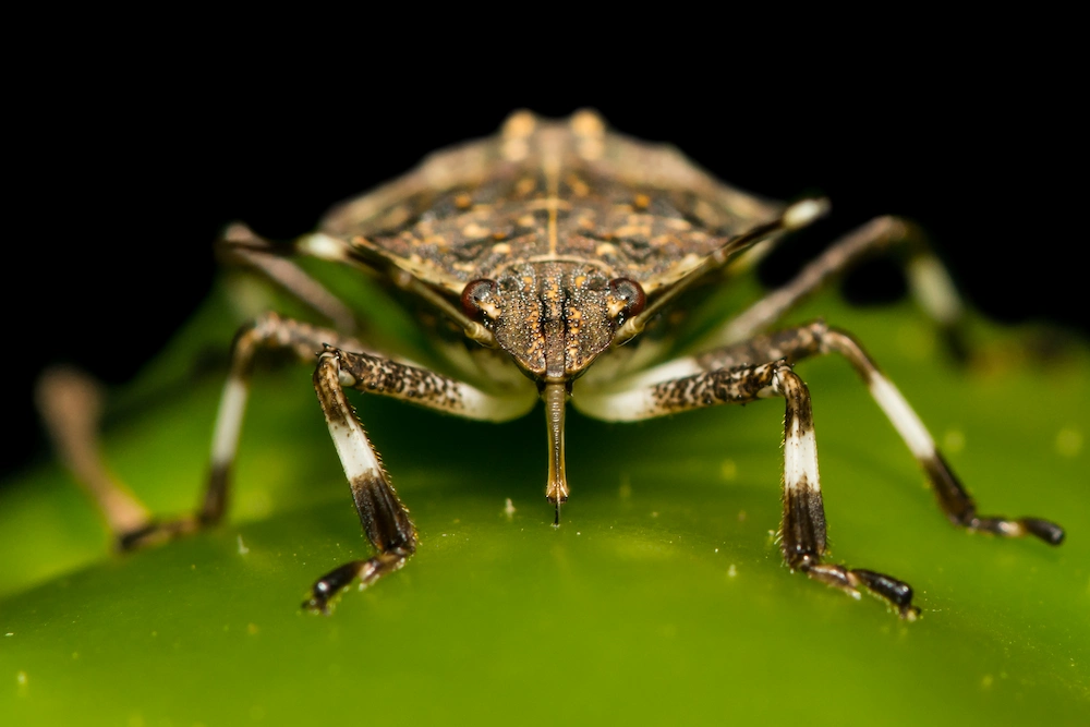 Stink bugs