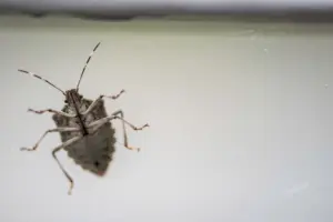 stink bugs stink stink bugs stink