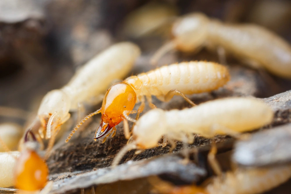 Termites