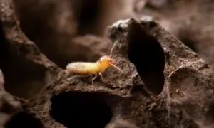 termite species eastern termite species eastern