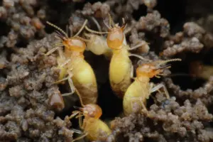 termite species formosan termite species formosan