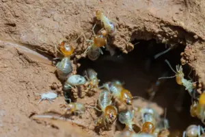 termite species prevent termite species prevent