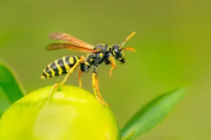 sick allergy pests sick allergy pests