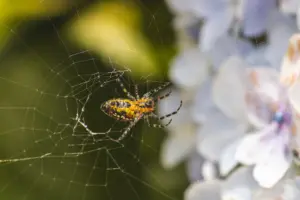 flowers spider flowers spider