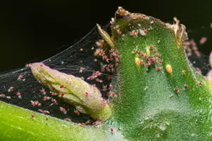 flowers spider mites flowers spider mites