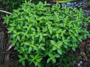 herbs basil herbs basil