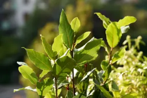 herbs bay leaves herbs bay leaves