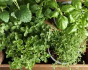 Herbs