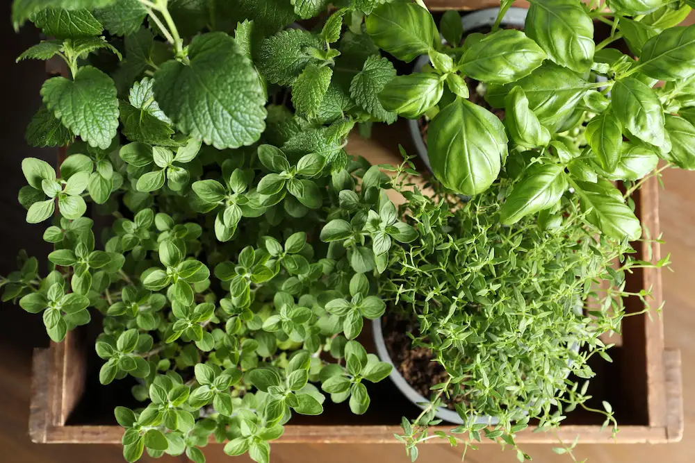 Herbs