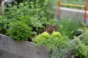 herbs how can herbs how can