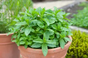 herbs mint herbs mint